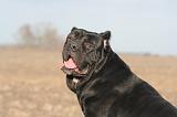 CANE CORSO 1394